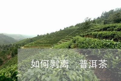 如何剥离 普洱茶/2023041059582